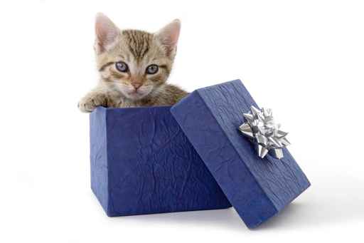 Carte anniversaire cadeau chaton