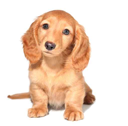 Carte anniversaire chiot pour souhaiter un joyeux anniversaire