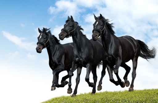 Carte anniversaire gratuite chevaux
