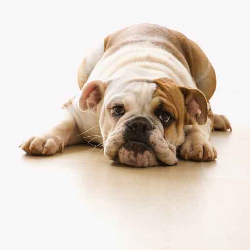 Carte anniversaire gratuite chien - carte virtuelle gratuite