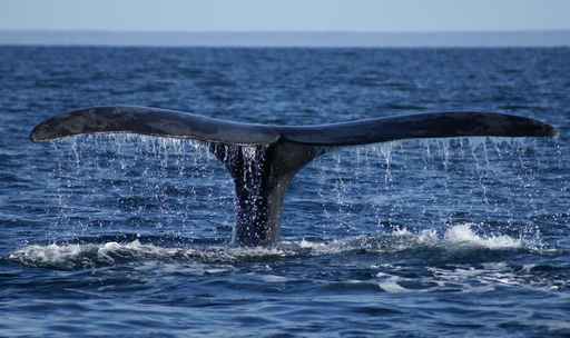 Carte anniversaire queue de baleine