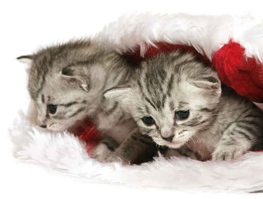 Carte joyeux noël - chatons de noel
