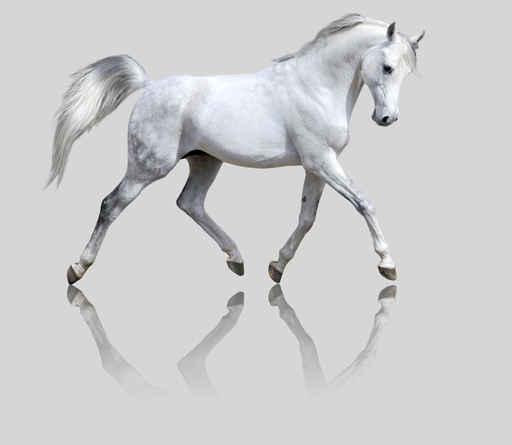 Carte cheval blanc