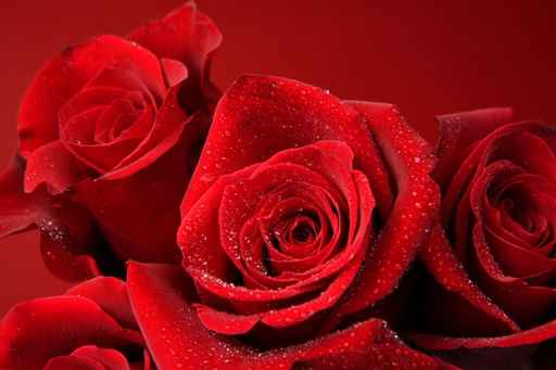 Carte d'amour rose rouge