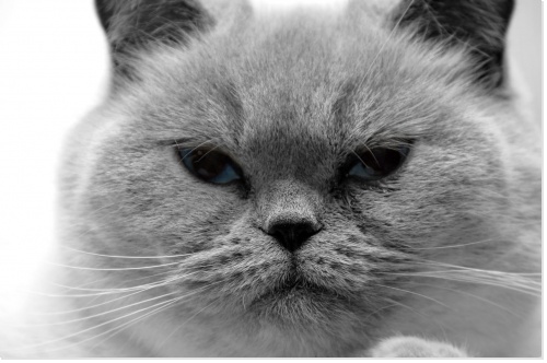 Carte d'anniversaire chat tout gris