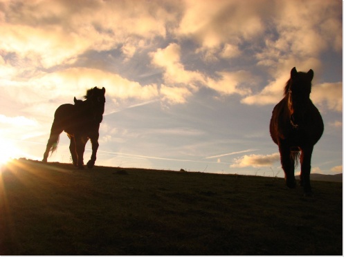 Carte d'anniversaire chevaux