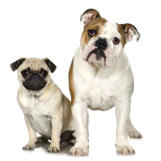 Carte d'anniversaire chiens