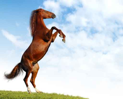 Carte d'anniversaire virtuelle cheval