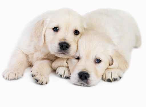 Carte de voeux chiots
