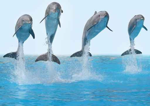 Carte de voeux dauphins