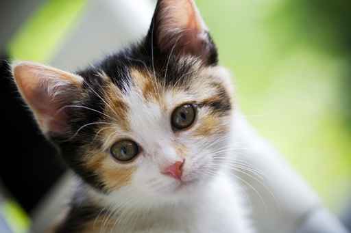 Carte de voeux gratuite chaton