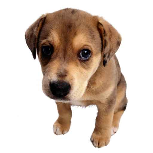 Carte de voeux gratuite petit chien