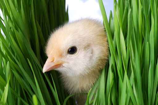 Carte Fête de Pâques - cartes gratuites