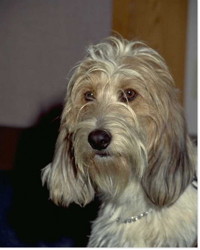 Carte joyeux anniversaire chien