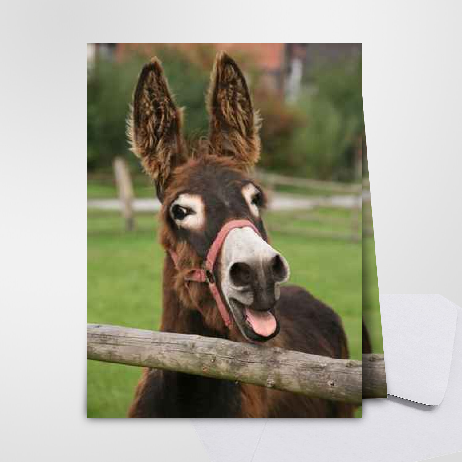 Carte d'anniversaire humour âne - Carte gratuite Carte animaux de la ferme