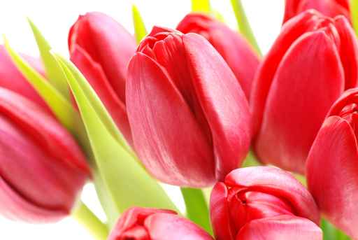 Carte tulipes