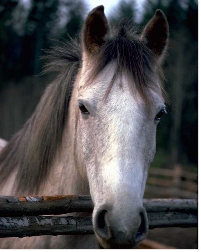 Joyeux anniversaire - Carte d'anniversaire cheval