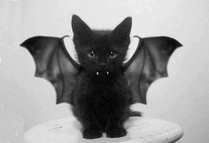 Joyeux Halloween petit vampire !
