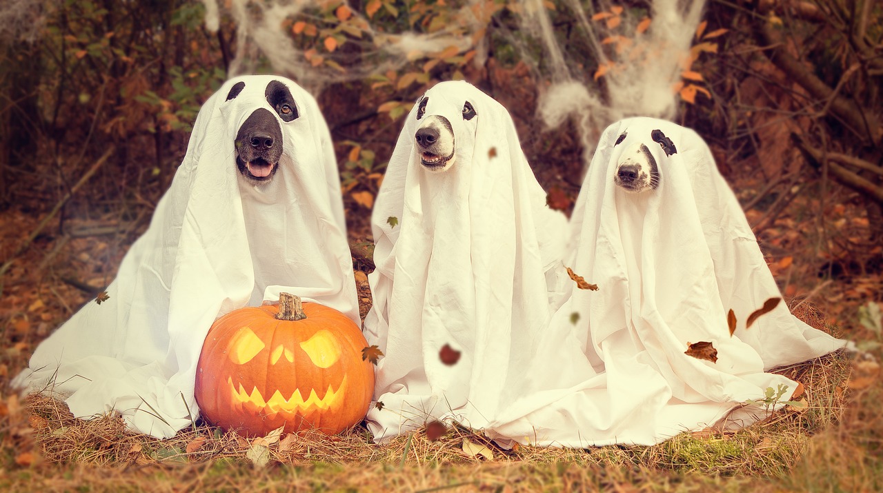 Joyeux Halloween ! Ecarte gratuite de joyeux halloween